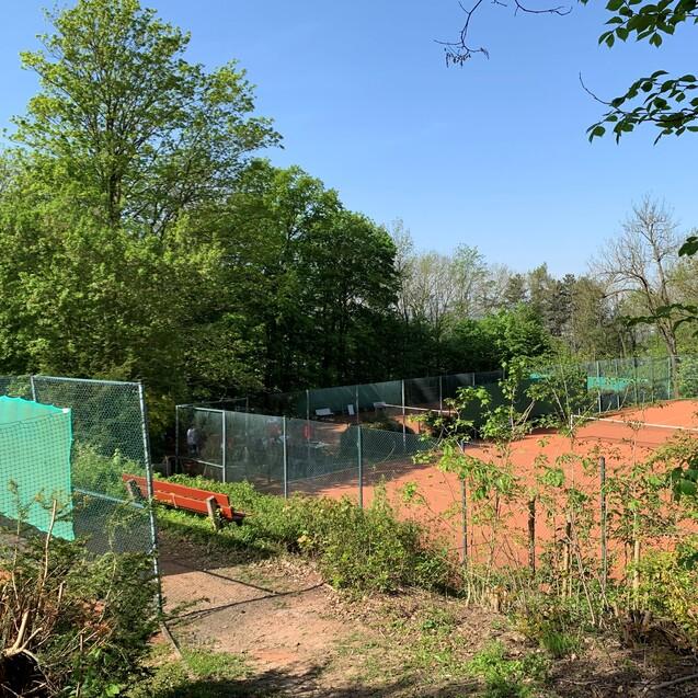 Blick auf mehrere Tennispl&auml;tze umgeben von B&auml;umen und einem klaren blauen Himmel.
